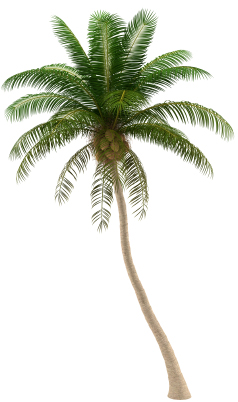 Palm Tree