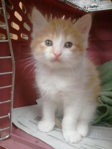 Humane Society
