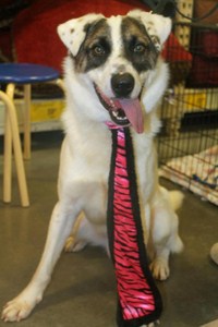 Humane Society